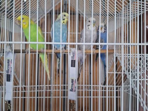 perruches et voli&egrave;re 70 euros 70 31770 Colomiers