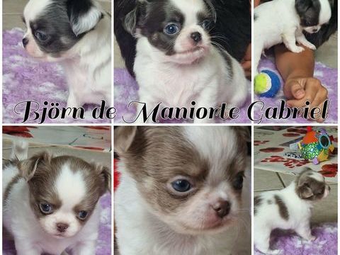 Sublimes chihuahua LOF lavante et bleu 2000 40100 Dax