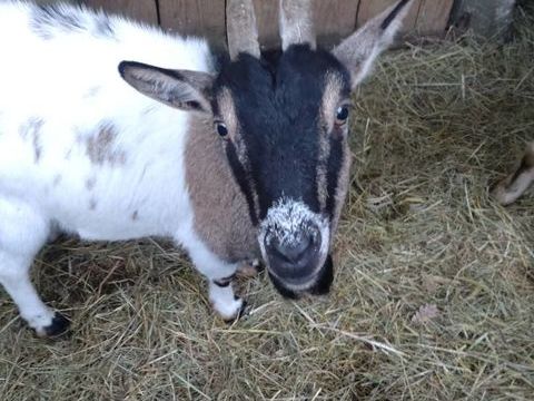 Sepultura, ch&egrave;vre naine &agrave; adopter 50 44530 Dreff�ac