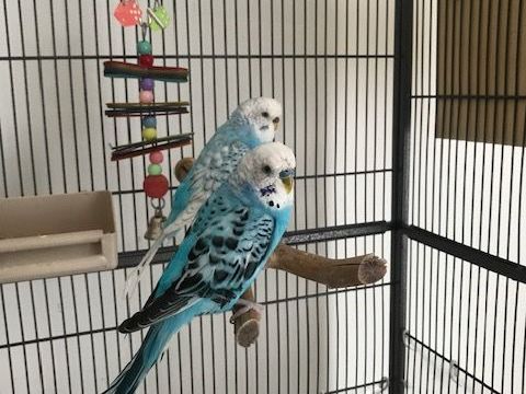 Jolie perruche femelle 30 34000 Montpellier