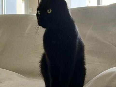BAMBOU, magnifique chat noir à adopter via l'association UMA 200 18340 Levet
