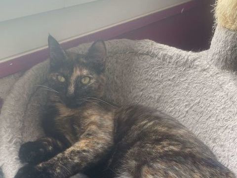 VA&Iuml;ANA 240 92400 Courbevoie