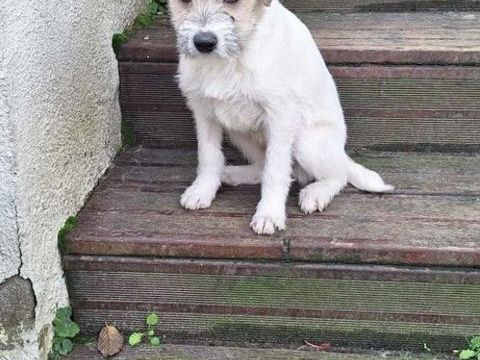 Zazou &agrave; l'adoption 320 77810 Thomery