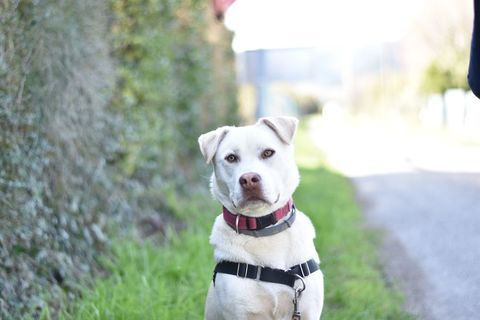 Chien TAIGA &agrave; l adoption 250 26130 Sol�rieux