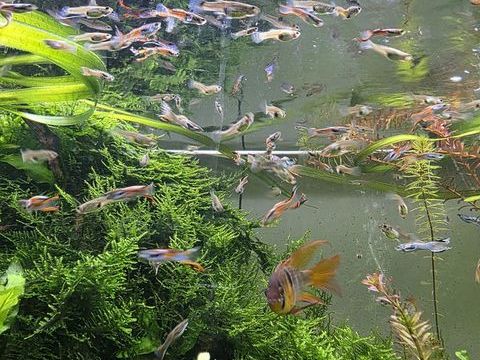 Guppys Endler 1 14120 Mondeville