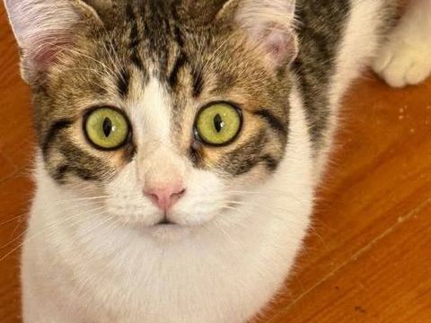 TOFU 220 95610 �ragny