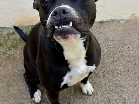 BIDOU, boxer, 3 ans 220 34500 B�ziers