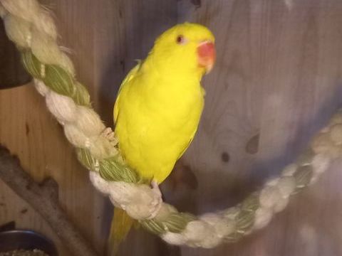 PERUCHE COLLIER d Asie EAM prête A PARLER 6 MOIS
350 34440 Nissan-lez-enserune