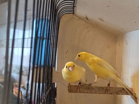 Canaris razzas 60 77400 Saint-thibault-des-vignes