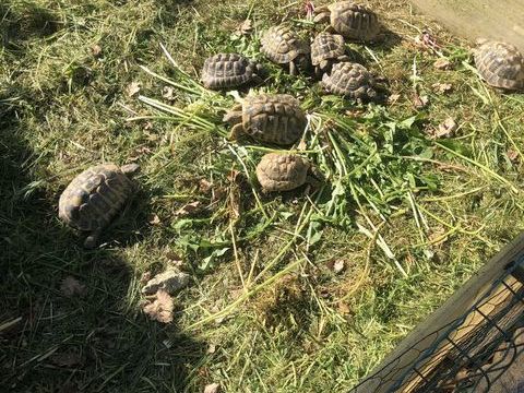 Tortues Herman m&acirc;le 200 31470 Saint-lys