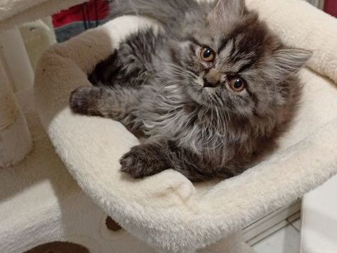 Chatons persans non Lof 750 68130 Altkirch