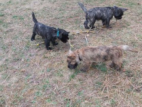 Tr&egrave;s beaux chiots de couleurs de couleur bring&eacute;e  ! 950 41400 Montrichard