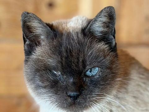 ANUSKA 230 27620 Gasny