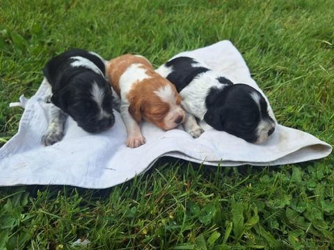 Vente chiots males &eacute;pagneuls bretons 800 45110 Ch�teauneuf-sur-loire