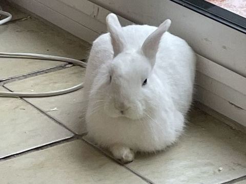 C&egrave;de lapin blanc 40 83350 Ramatuelle