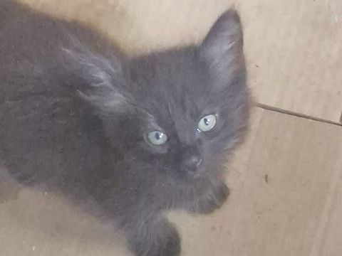 Donne chatons 0 40140 Soustons
