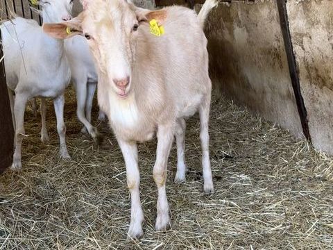 bouc alpin reproducteur 180 77130 Montereau-fault-yonne