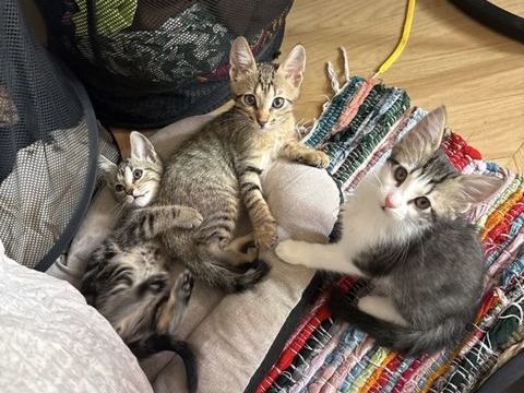 3 adorables chatons angora turc / short hair ? 300 92700 Colombes
