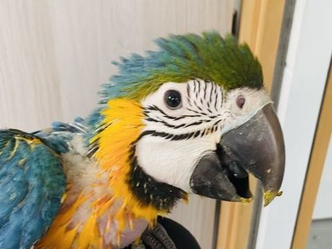 Bébé perroquet Ara Ararauna 1400 35000 Rennes