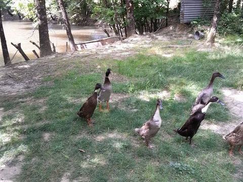 Coureur indien 25 24400 Beaupouyet