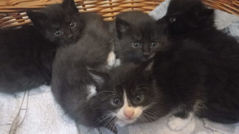 Adorables chatons 0 91700 Sainte-geneviève-des-bois