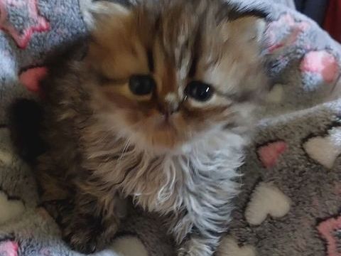 Magnifiques chatons Persans 900 95500 Le thillay