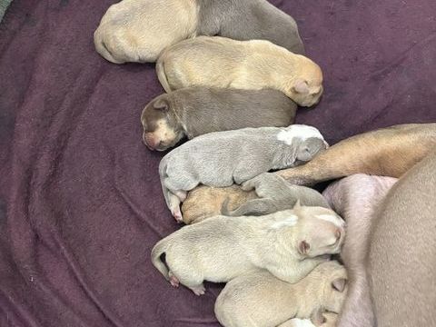 CHIOTS AMERICAN BULLY 0 44150 Ancenis