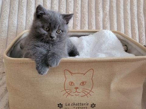 Chaton british shorthair bleu 1090 59230 Saint-amand-les-eaux