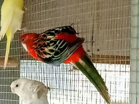 Perruche omnicolore 55 80230 Saint-valery-sur-somme