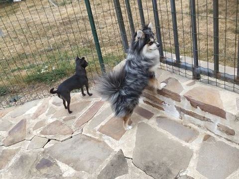 mâle pomchi père spitz nain poméranien ,mère chihuahua 1880 61160 Trun