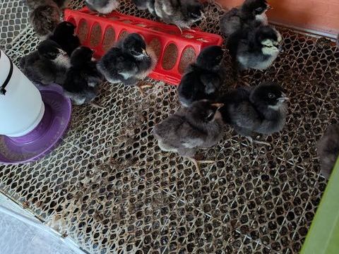 Poussins 4 39110 Salins-les-bains