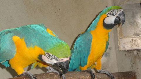 Couple Ararauna 2500 46340 Salviac