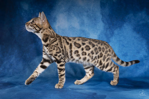 Chaton, loof , cherche une famille pour la vie 1500 83340 Le luc