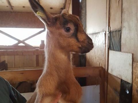 Des petites chevrettes et chevreaux &agrave; sauver 45 04530 Saint-paul-sur-ubaye