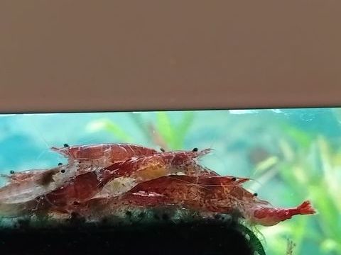 Crevettes red cherry 1 77115 Blandy