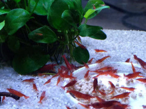 CREVETTE BLOODY MARY 3 37270 Ath�e-sur-cher