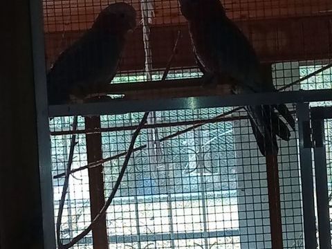 Couple de cacato&egrave;s rosalbin 1300 33860 Donnezac