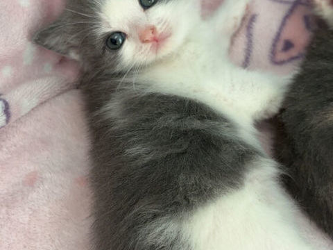 Chaton british shortair 0 77370 Nangis