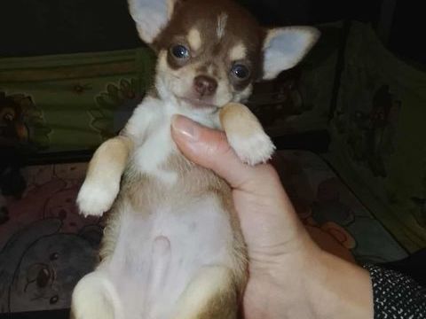 Chiot chihuahua 800 39360 Vaux-ls-saint-claude