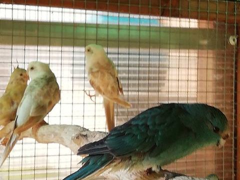 kakariki 35 44360 Cordemais