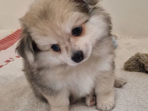 Chiots Pomchi 900 62710 Courrières