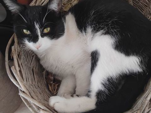 &Agrave; LA RECHERCHE DE MANNY JEUNE CHAT M&Acirc;LE NOIR ET BLANC 0 31780 Castelginest