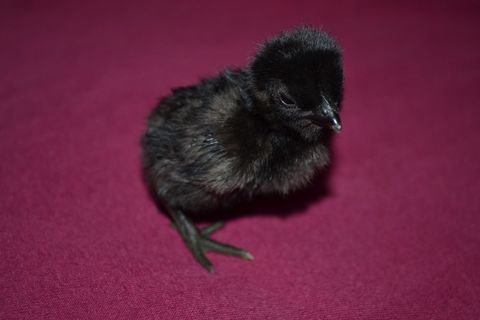 Poussins Cemani 5 59138 Pont-sur-sambre