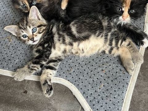 Chatons 0 77760 Buthiers