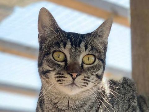 GINNY 240 27620 Gasny
