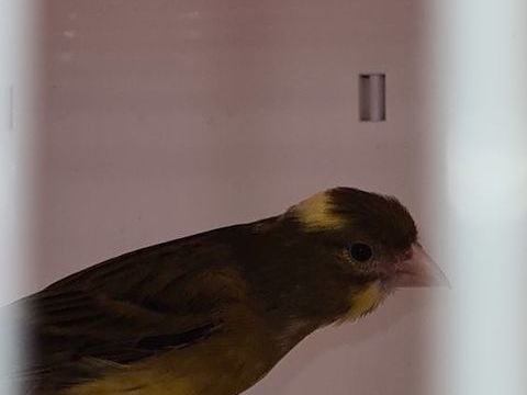 Canaris 80 33860 Marcillac