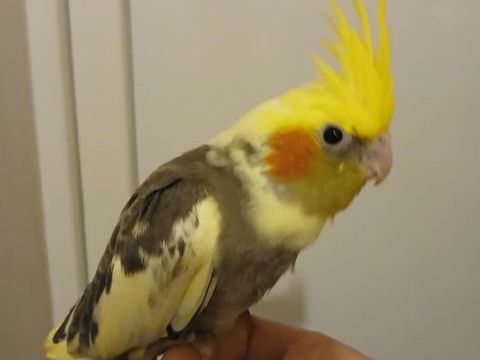 Perruches calopsittes EAM sexées ADN 100 44150 Ancenis