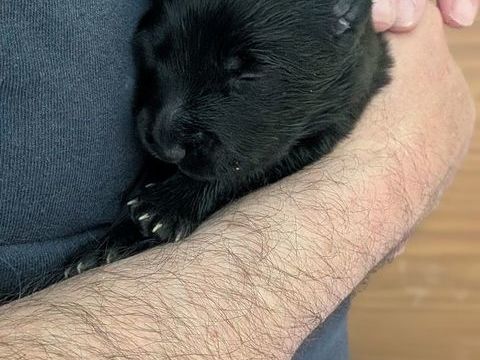 R&eacute;servation chiots  1200 51290 Giffaumont-champaubert