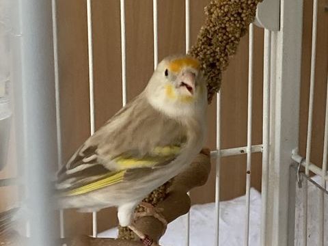 Canari hybride 10 95330 Domont