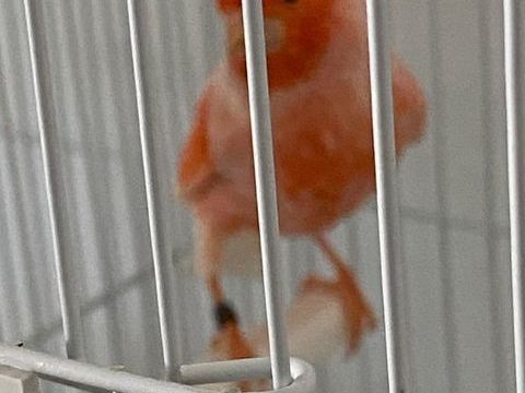 Canaris 20 34500 B�ziers